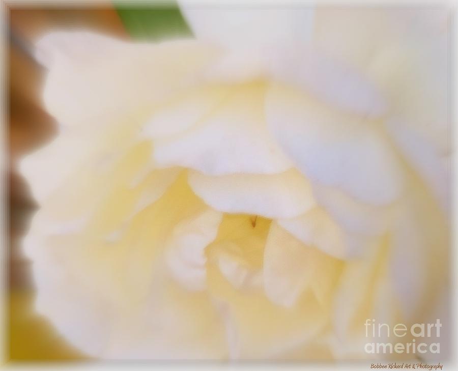 Rose Photograph - Purity  by Bobbee Rickard