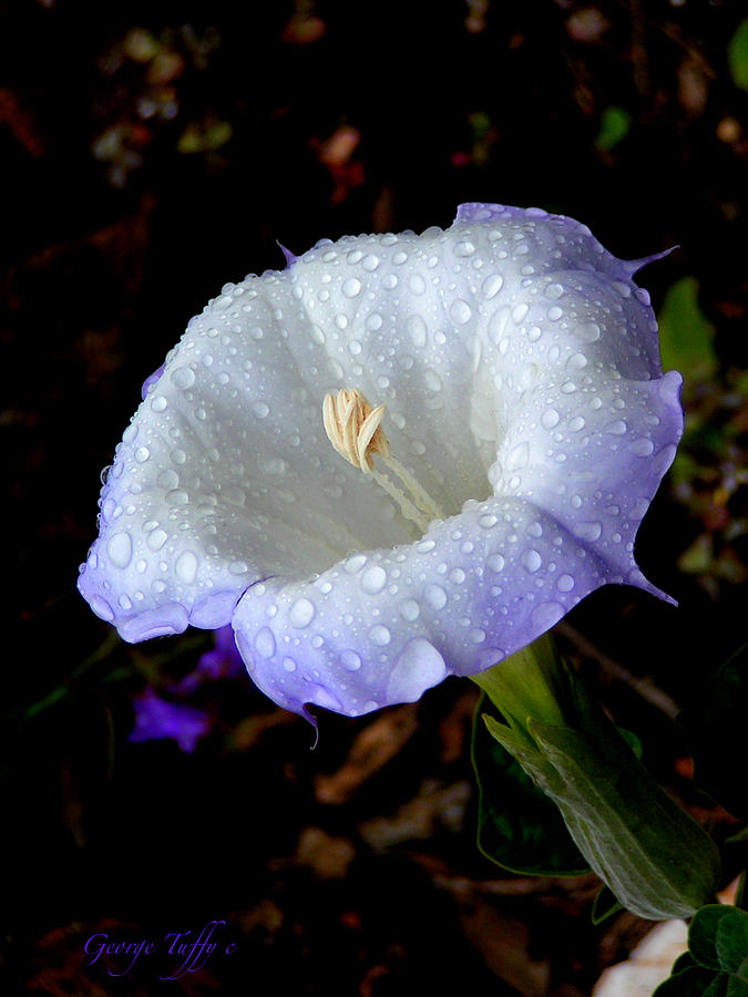 Purity Photograph by George Tuffy