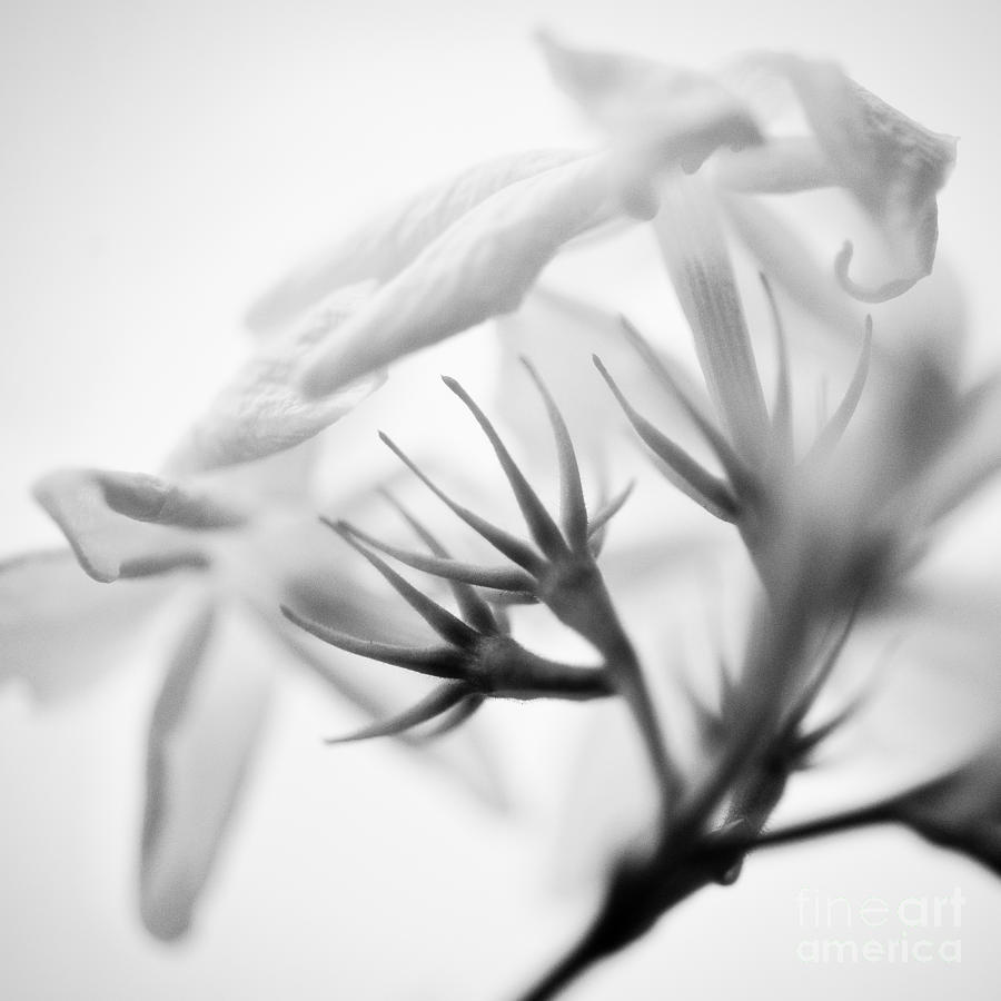 Purity in black and white Photograph by Ivy Ho