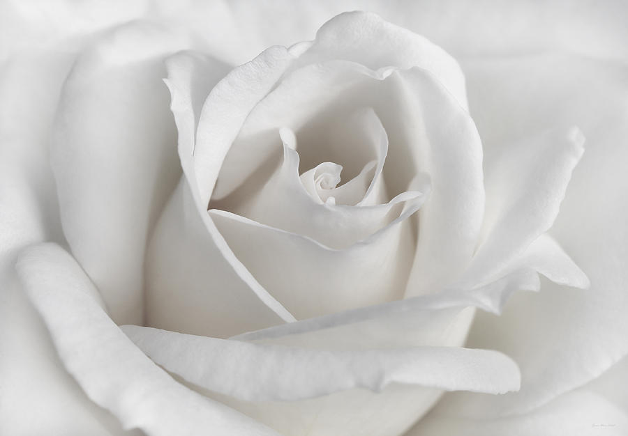 Rose Photograph - Purity Of A White Rose Flower by Jennie Marie Schell