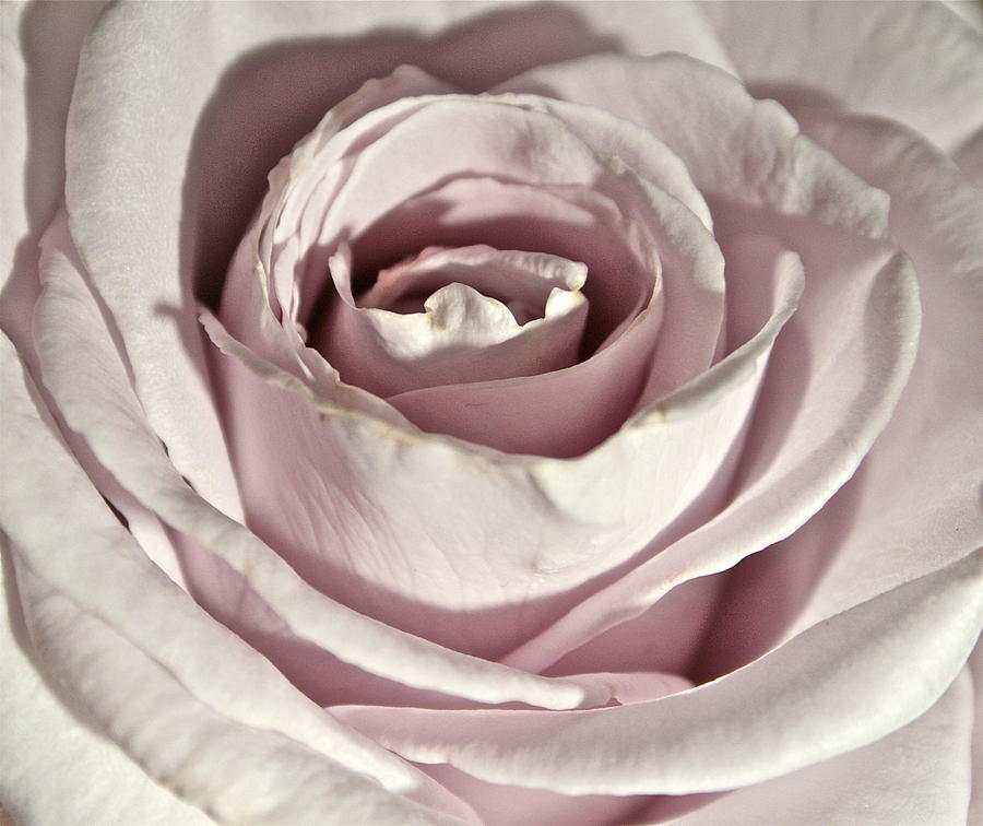 Rose Photograph - Purity by Ruth Edward Anderson