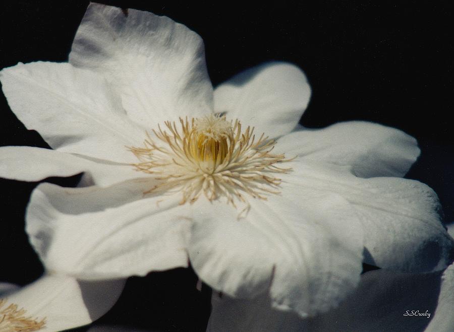 Flowers Still Life Photograph - Purity by Susan Stevens Crosby