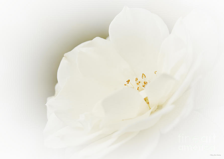 Flowers Still Life Photograph - Purity Unfolds by Mary Jane Armstrong