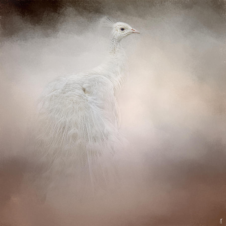 Purity - White Peacock - Wildlife  Photograph by Jai Johnson