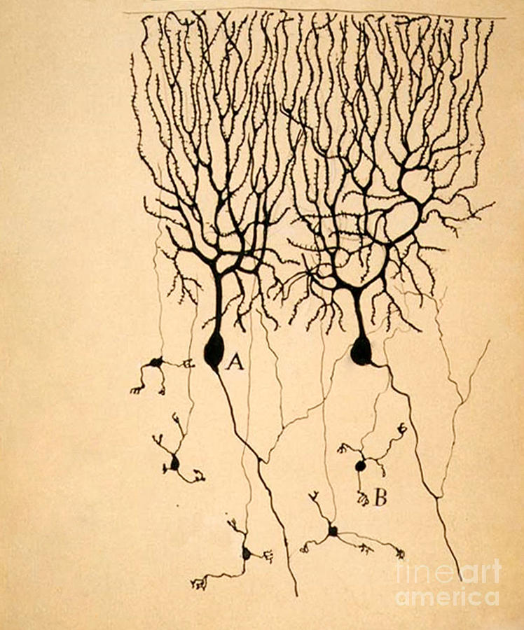 Purkinje Cells Photograph - Purkinje Cells by Cajal 1899 by Science Source