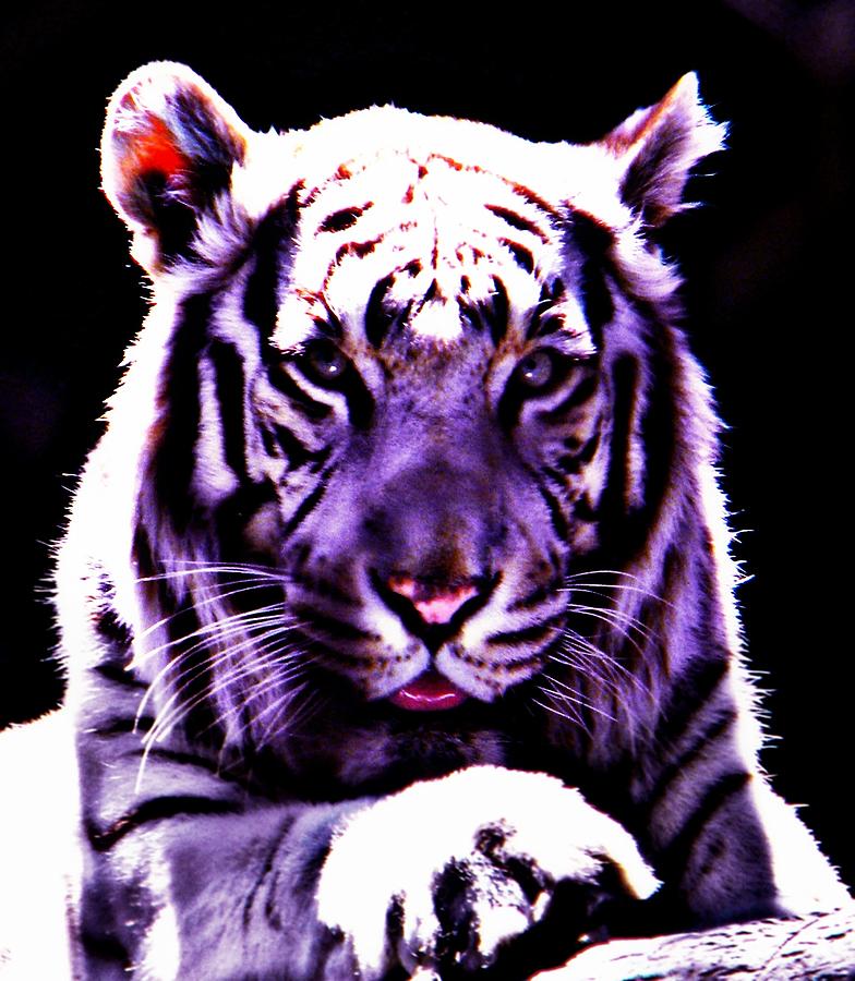 Purle Tiger Photograph by Amanda Eberly