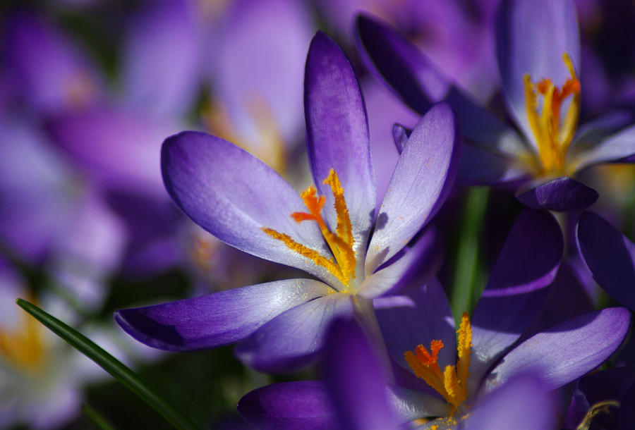 Flower Photograph - Purple Crocus Flowers by Jacqi Elmslie