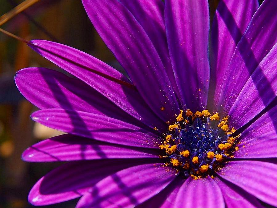 Purple African Daisy Close Up Photograph by Taiche Acrylic Art