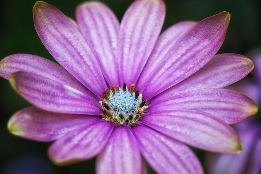 Purple African daisy Photograph by Eti Reid