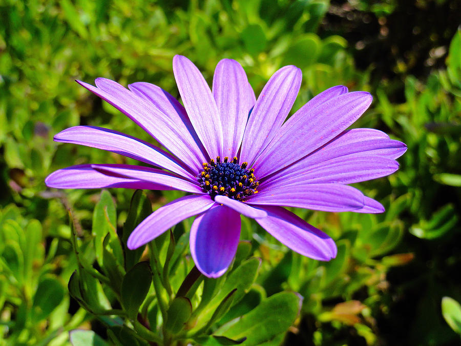 Purple African Daisy  Photograph by Robert Meyers-Lussier