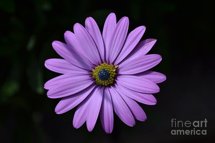 Purple African Daisy Photograph by Scott Lyons