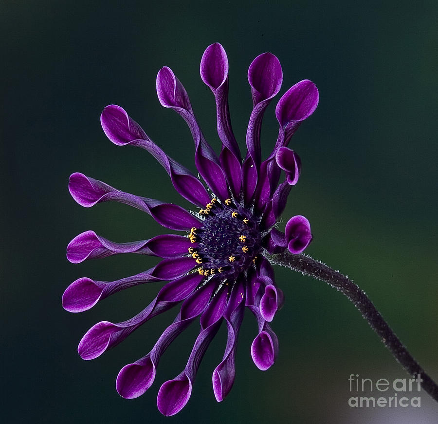 Purple African Daisy Photograph by Shirley Mangini
