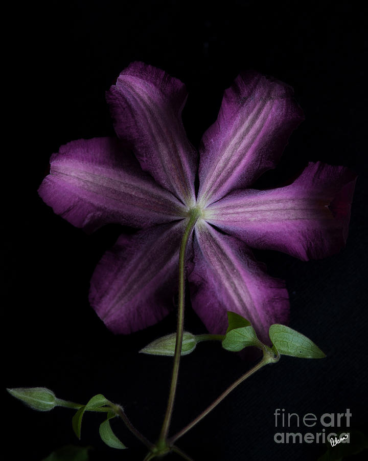 Purple  Photograph by Alana Ranney