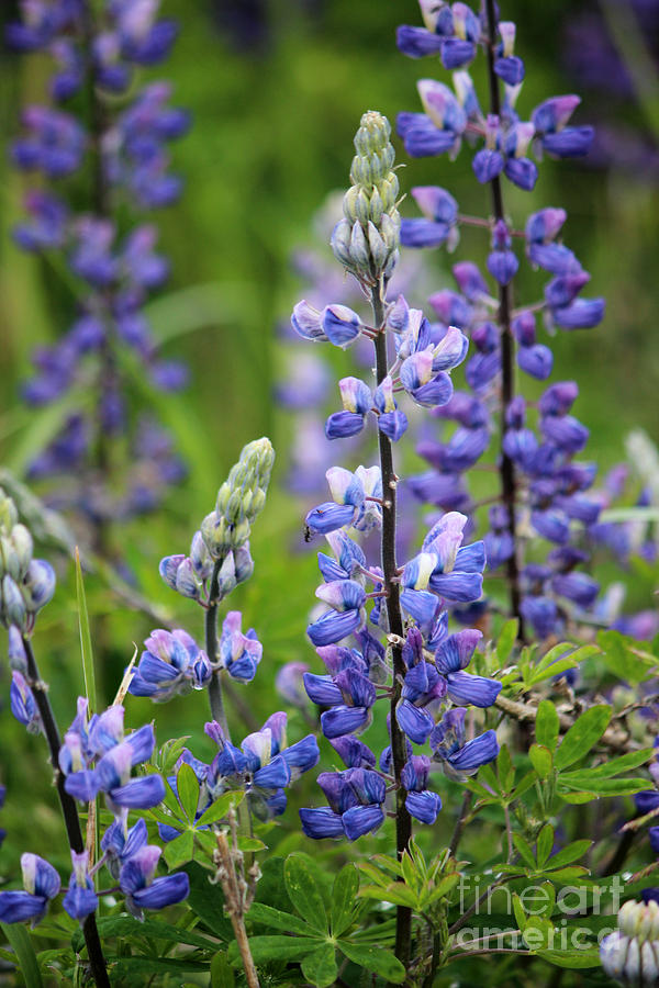 Purple Alaskan Lupines Photograph by Creative Solutions RipdNTorn ...