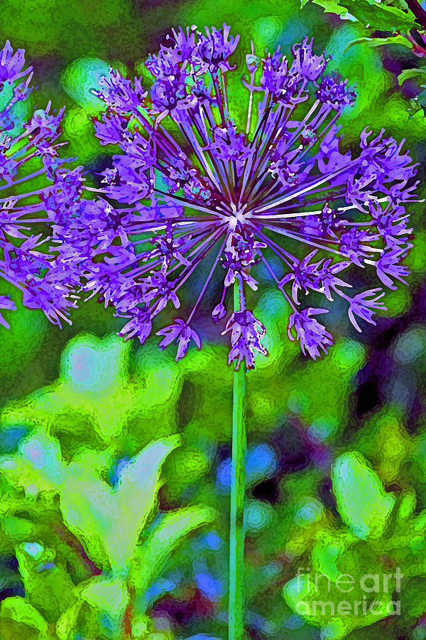 Purple Allium Flower Photograph by Karen Adams