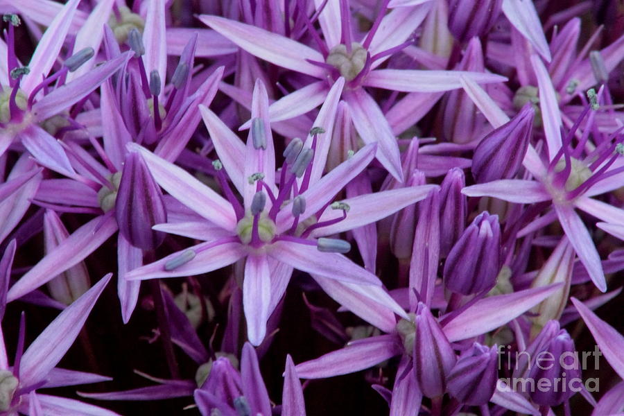 Purple Allium Photograph by Jonathan Harper
