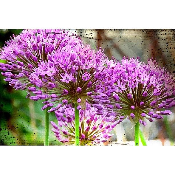 Summer Photograph - Purple Allium by Niki Crawford