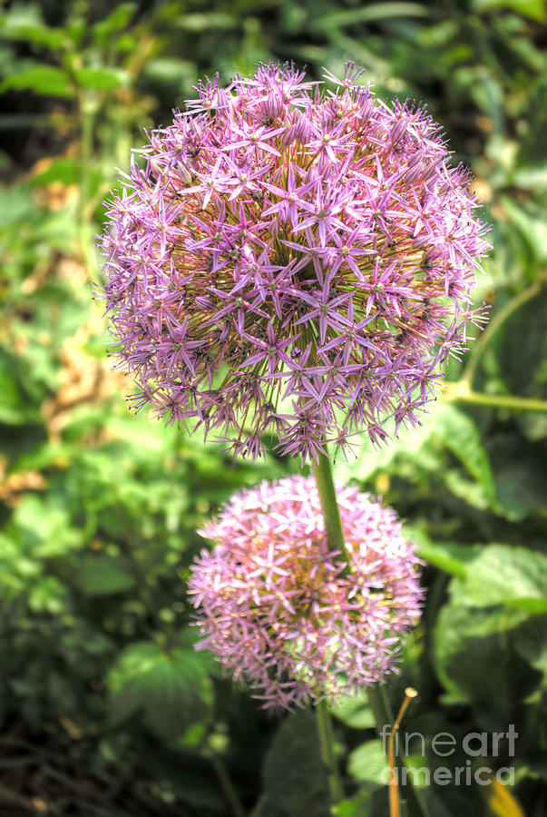 Flower Photograph - Purple Allium Puffs by Deborah Smolinske