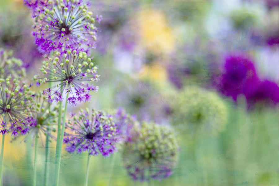 Flower Photograph - Purple Allium by Rebecca Cozart