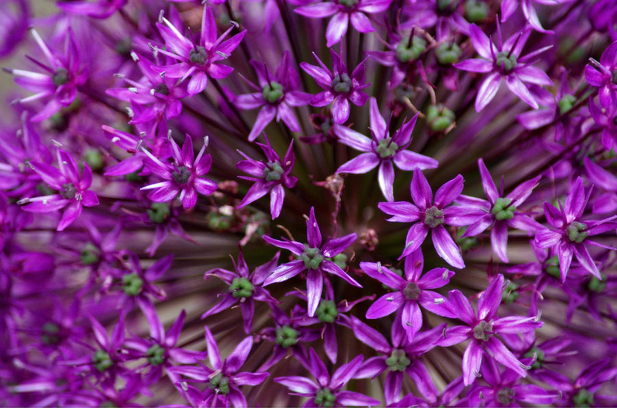 Purple Allium Photograph by Tikvahs Hope