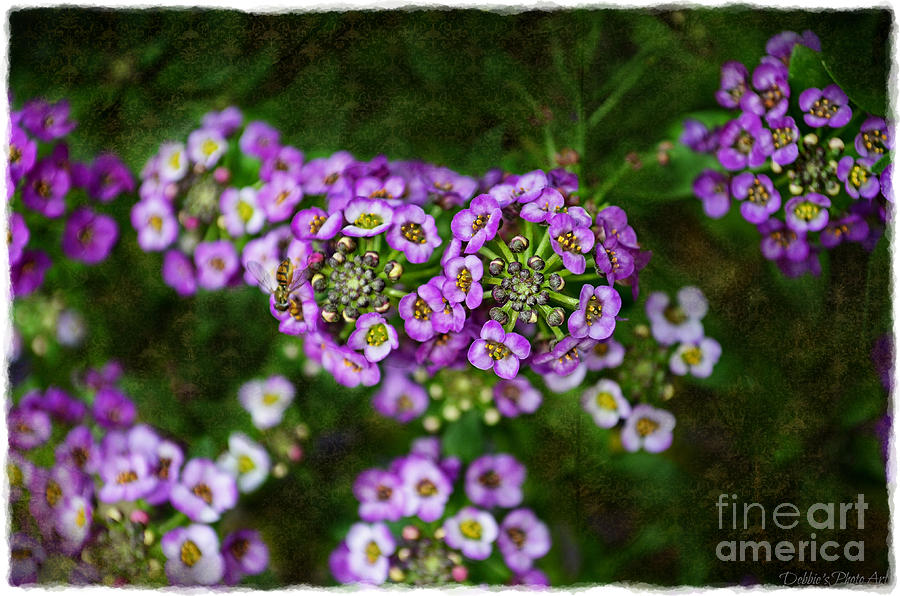 Nature Photograph - Purple Alyssum with a Tiny bee and Frame by Debbie Portwood