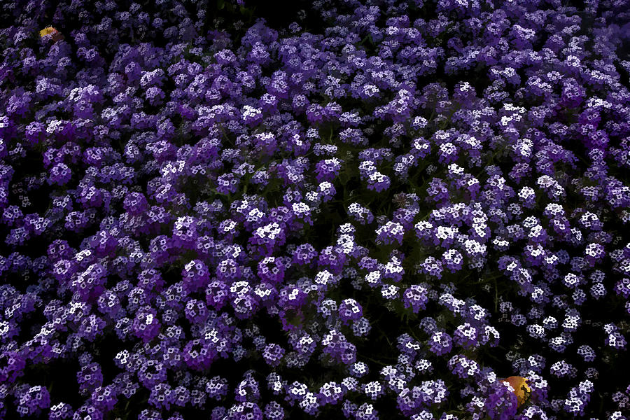 Purple Alyssums Digital Art by Photographic Art by Russel Ray Photos