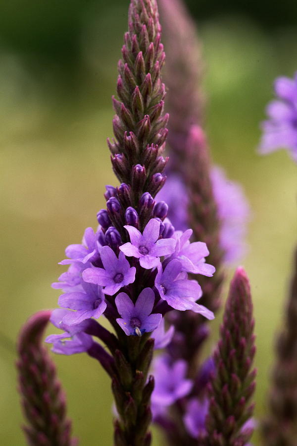 Spring Photograph - Purple by Amanda Kiplinger