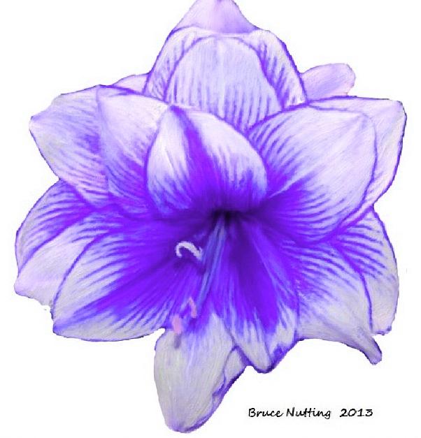 Purple Amaryllis Painting by Bruce Nutting