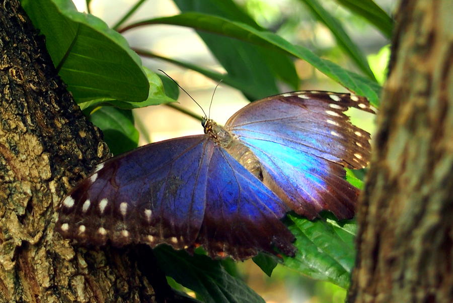 Purple and Blue Butterfly Photograph by Amy McDaniel