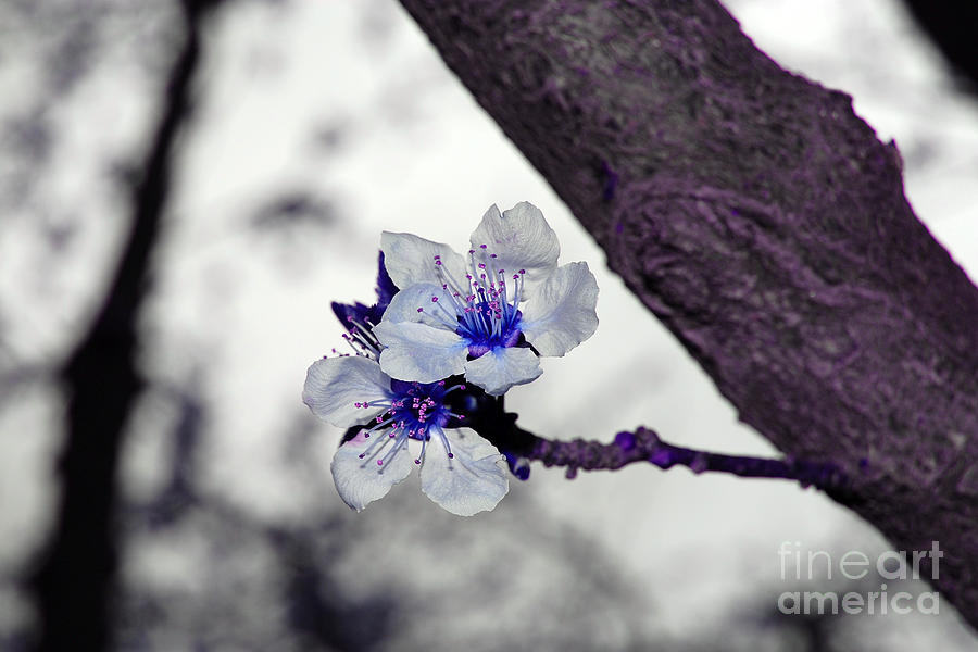 Purple and Blue Spring Blossoms Photograph by Debra Thompson