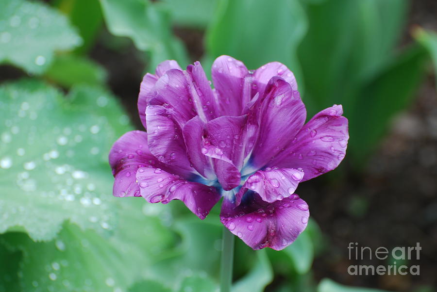 Purple and Blue Tulip Photograph by DejaVu Designs