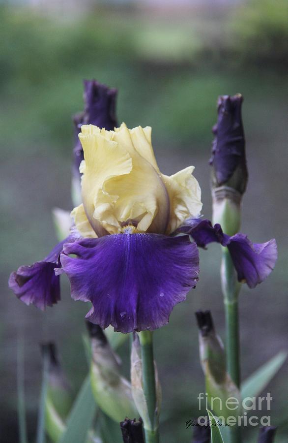 Purple and cream Iris Photograph by Yumi Johnson