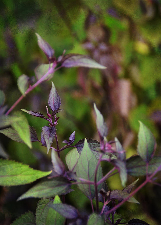 Purple and Green Leaves Photograph by Carla Parris