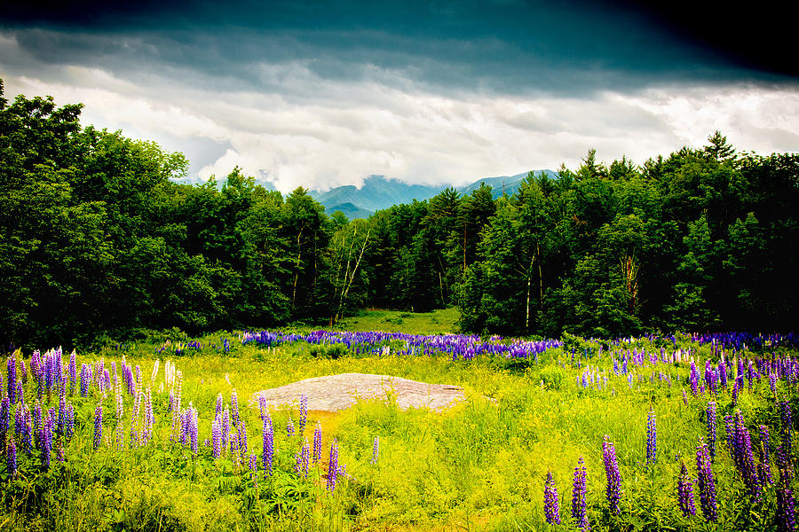 Purple and Mountains and Majesty Photograph by Greg Fortier