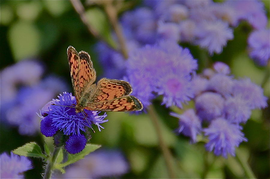 Purple and Orange Photograph by Chris Burke - Fine Art America