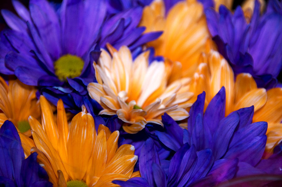 Purple and Orange Photograph by Elaine Goss