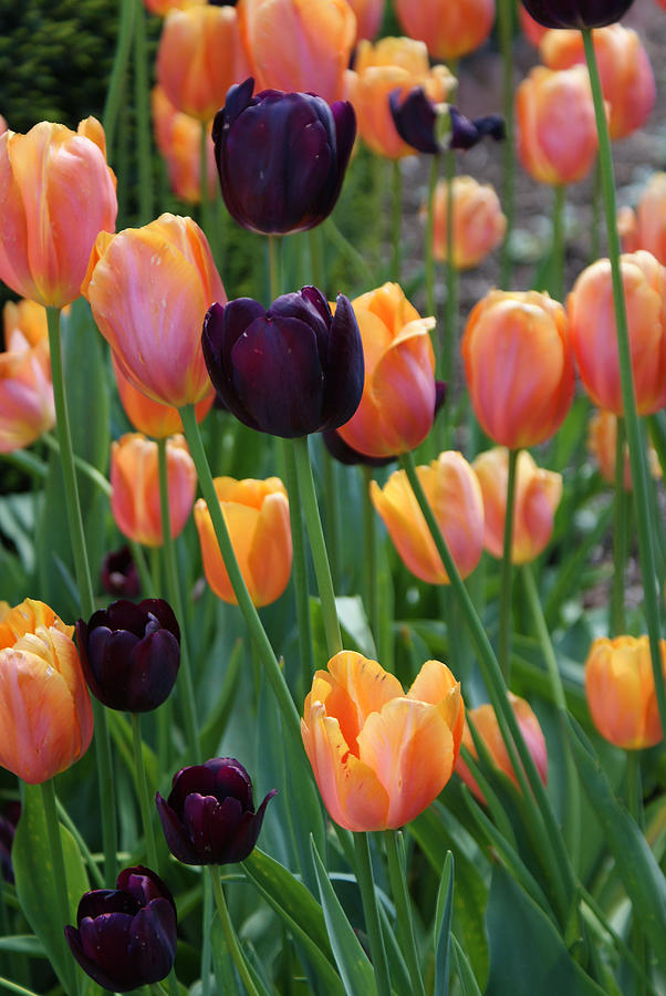 Tulip Photograph - Purple and Orange Tulips by Kristen Mohr