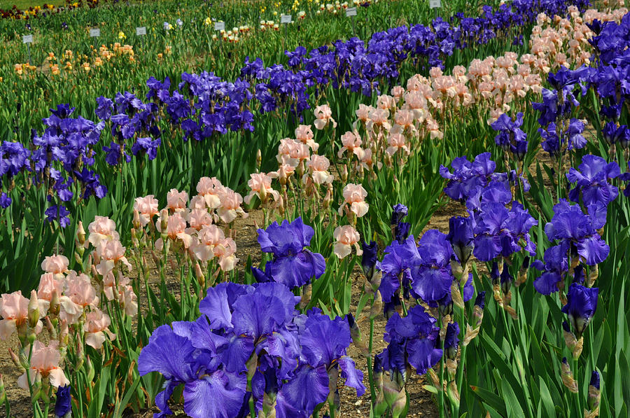 Purple and Peach Iris Photograph by Diane Lent