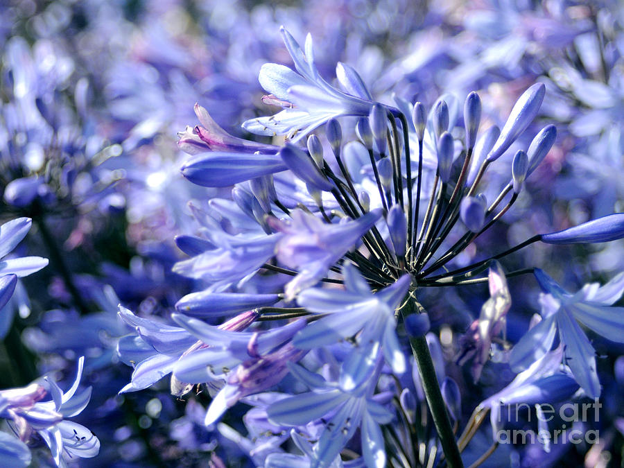 Purple and Pink Agapanthus  Photograph by Haleh Mahbod