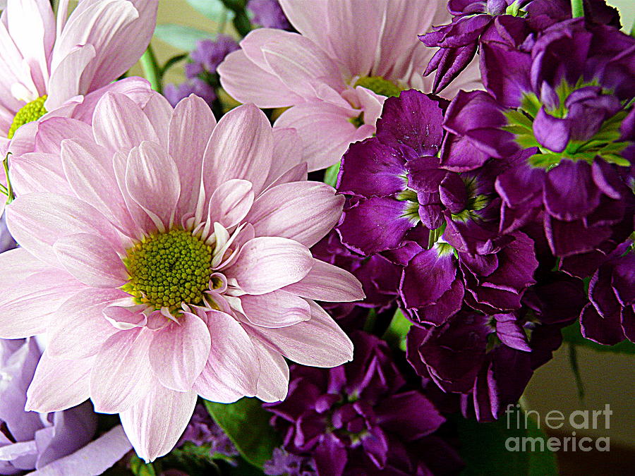 Flower Photograph - Purple and Pink by Avis  Noelle