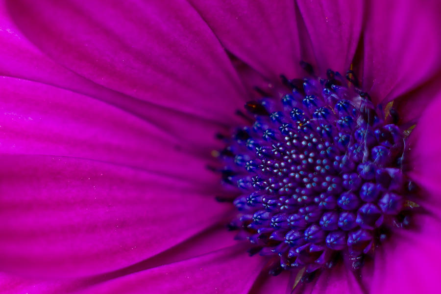Purple and Pink Photograph by Elaine Goss