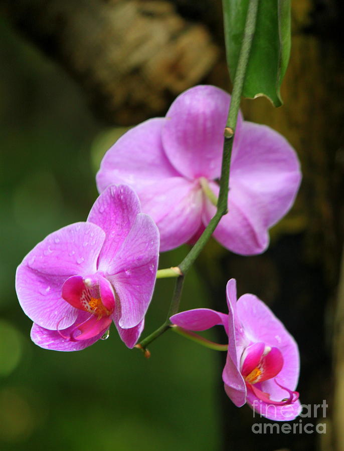 Orchid Photograph - Purple And Pink Orchid by Eric Irion