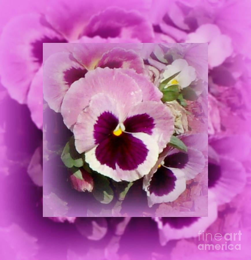 Purple And Pink Pansy Photograph By Gail Matthews