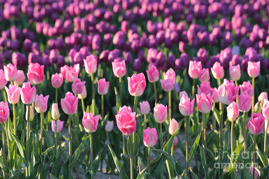 Purple and Pink Tulips Photograph by Carol Groenen