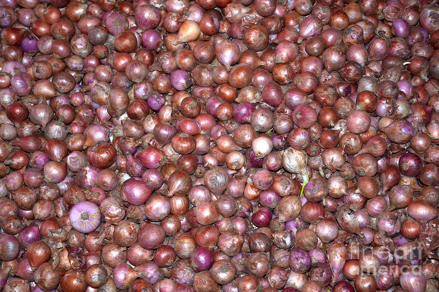 Purple And Red Onions Photograph