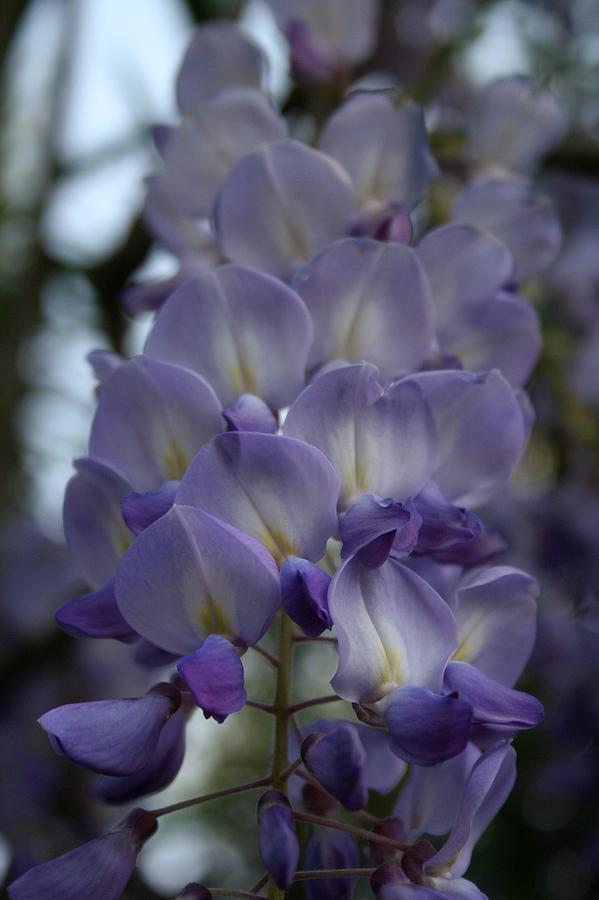 Purple and Violet Wisteria Blossom  Photograph by Taiche Acrylic Art