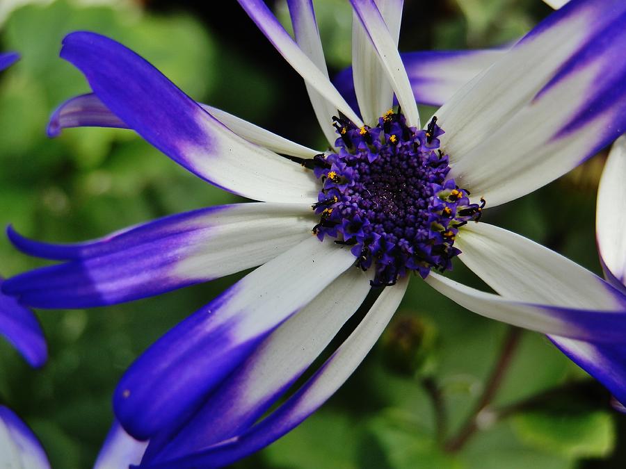 Purple and White Daisy Photograph by VLee Watson