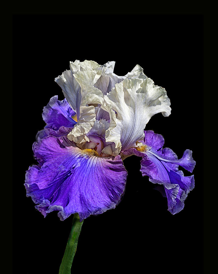 Purple and White Bearded Iris Photograph by Floyd Hopper