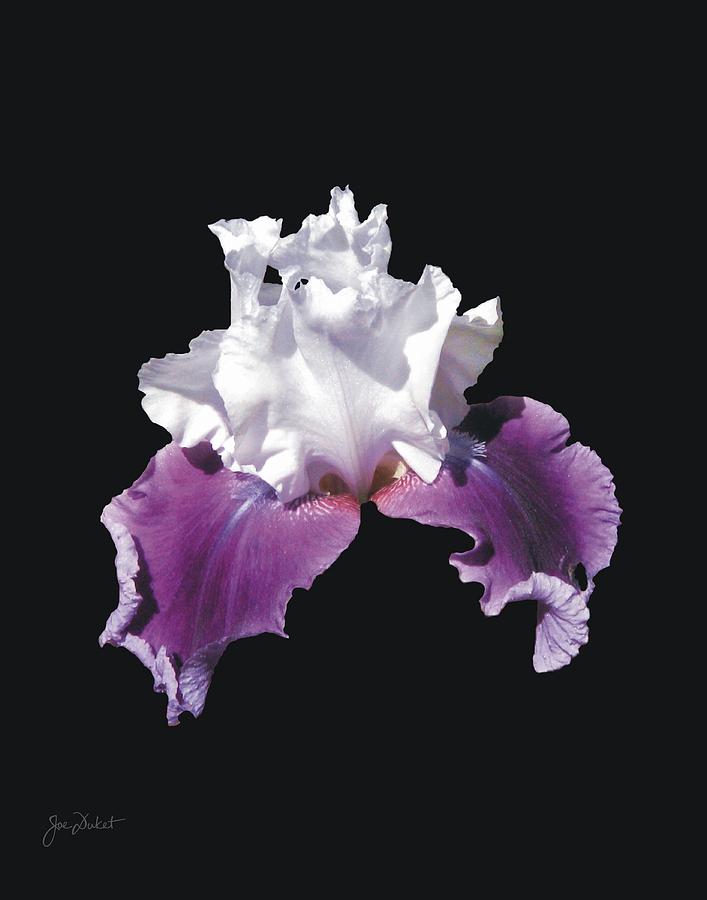 Purple and White Bearded Iris Photograph by Joe Duket