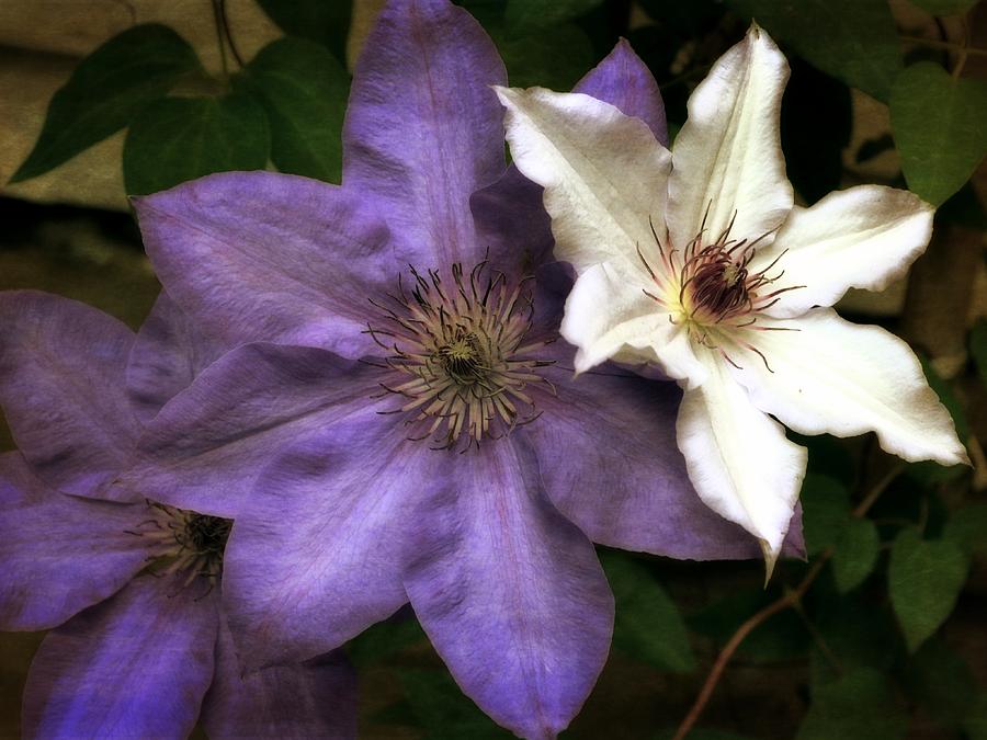 Purple and White Clematis Photograph by Michelle Calkins